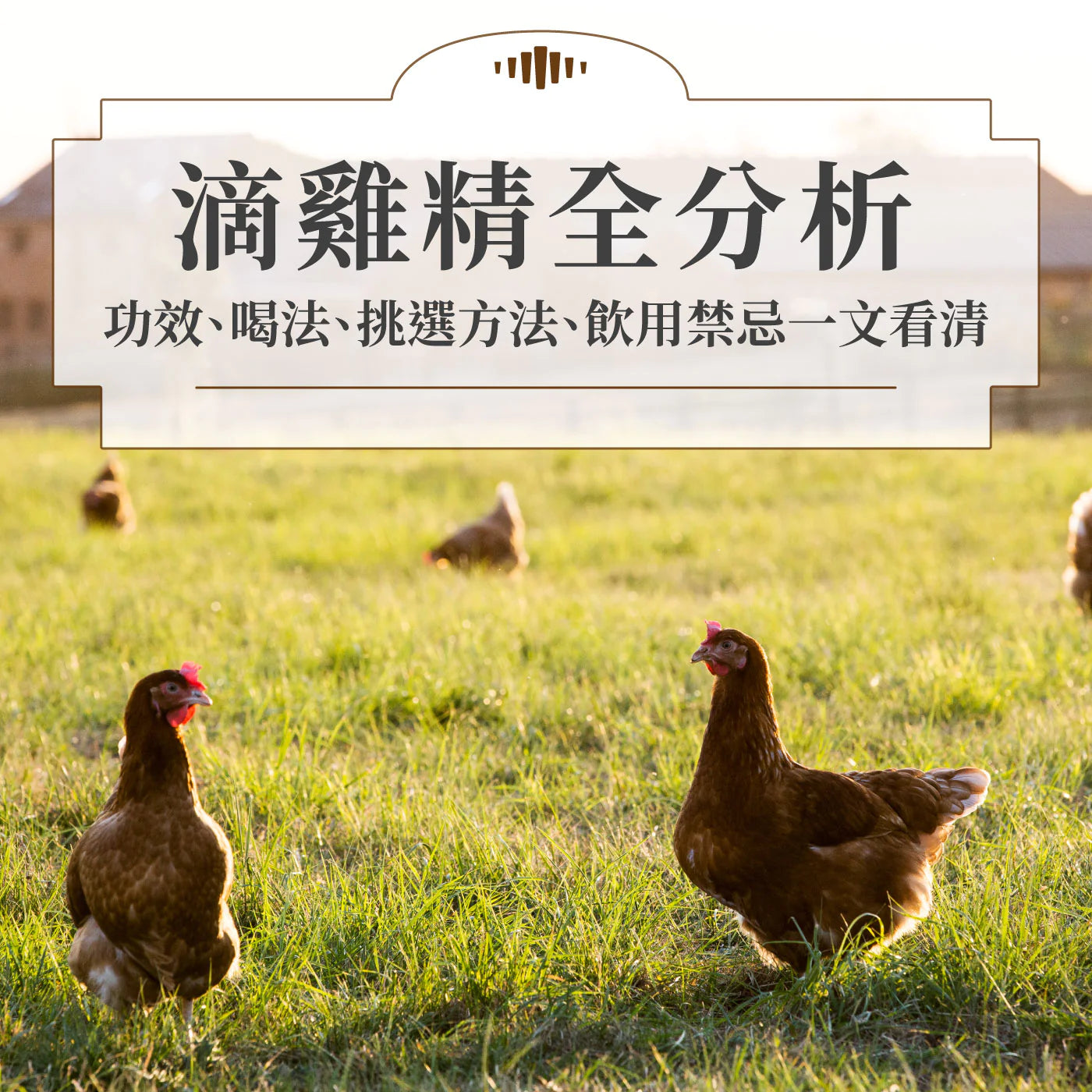 Organic Whole Chicken  Proper Pasture Hong Kong